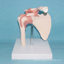 Human Shoulder Joint Functions Skeleton Medical Model (R020913)